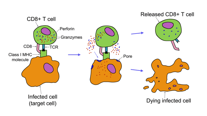 The protein CD8 stabilizes the antigen-Class 1 MHC molecule complex, resulting in the release of perforin and granzyme, which are virtually serving same function as cytokines.