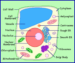 Animal Cell T-Shirt: Wear Your Biology Project to School - HubPages