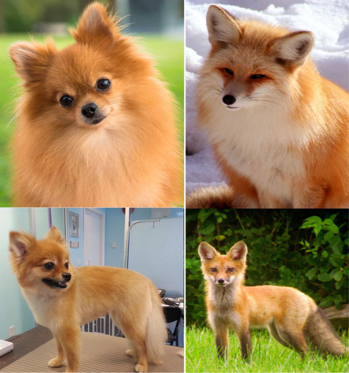 As its name suggests, the fox face Pomeranian resembles a fox, though its eyes are quite different from a fox's.