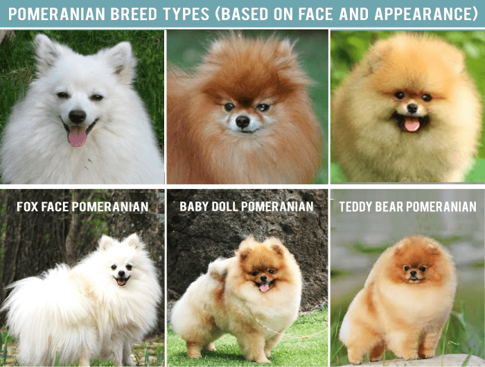 Here's a side-by-side comparison of the facial features of fox face, baby doll and teddy bear Pomeranians.