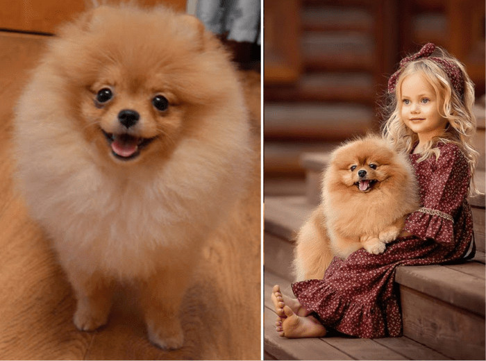 This unofficial type of Pom has a short face and muzzle.