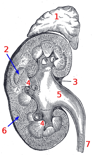 1)Adrenal gland 2) Pyramid 3) Renal hilum 4) Papilla 5) Renal pelvis 6) Renal cortex (the medulla is pretty much everything that isn't cortex) 7) Ureter