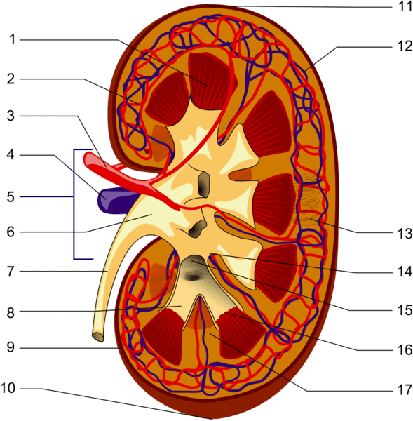 1. Renal pyramid 3. Renal artery Renal vein Renal hylum Renal pelvis Ureter Minor calyx Renal capsule Inferior extremity Superior extremity Interlobar vein Nephron Renal sinus Major calyx Renal papilla Renal column