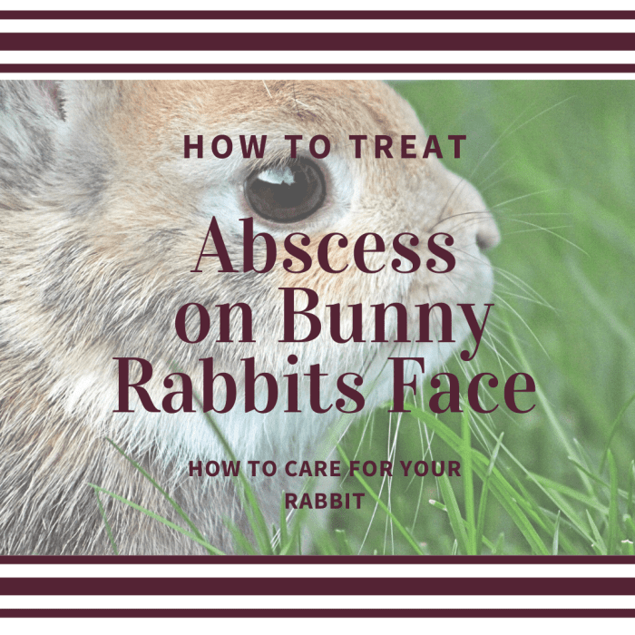 How to Treat an Abscess on the Chin of a Bunny Rabbit HubPages