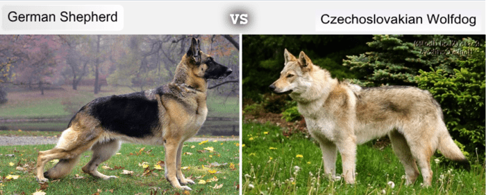 7 Dog Breeds Developed From the German Shepherd's Bloodline - HubPages