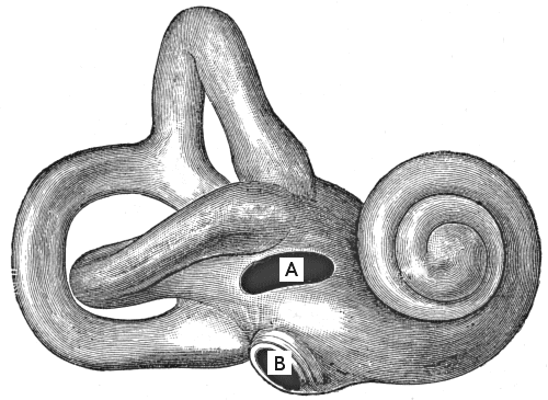You can almost see the wings of the Cherubim in the semi-circular canals