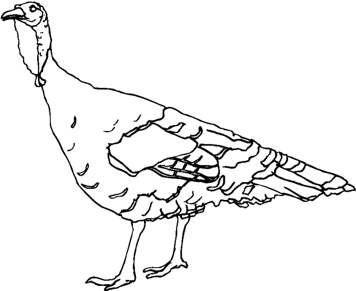 Wild turkeys are not fat. These are the turkeys that might have been at the first feast between Native Americans and the English. However, it was probably mostly pheasants and ducks, along with 5 deer. Modern American turkeys are bred to become so fa