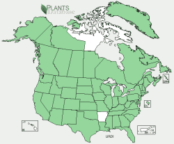 Distribution of stinging nettle in the U.S. From USDA website. Notice the one spot of white among the green.