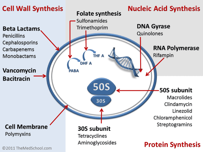 How antibiotics act - Enhancin acts by inhibiting Bacterial cell wall synthesis
