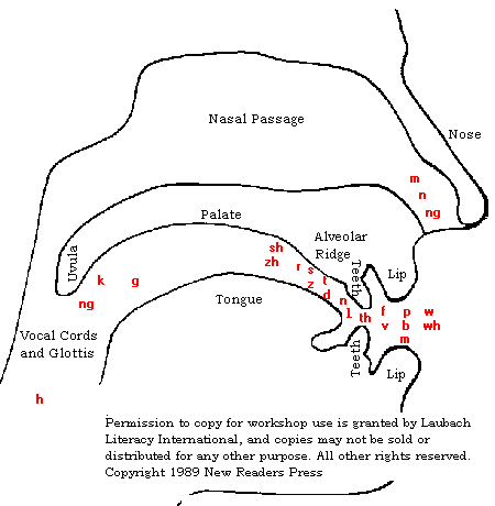 This diagram shows how the sounds made by Africans, especially on the part where we speak of and should say the sounds originate from from when spoken