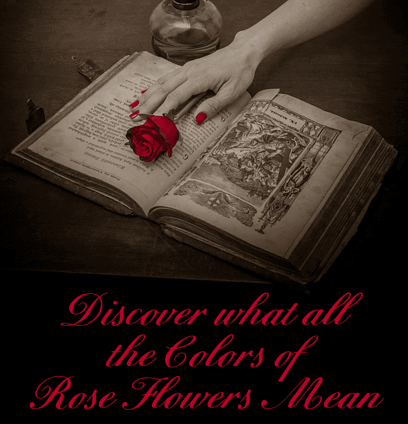 Discover what all the different colors of rose flowers mean. A knowledge that is ideal for Valentine's Day and other occasions.