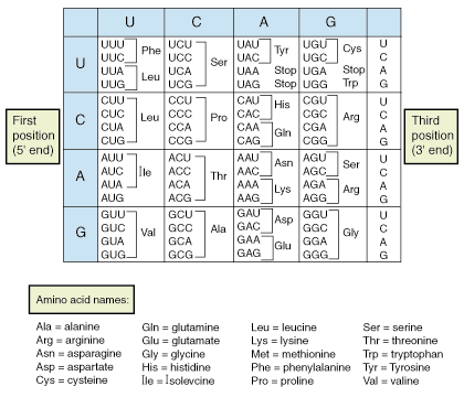 The Triplet code is called 'degenerate' This means that there is more than one code for each amino acid. In RNA the base Uracil replaces Thymine - a key difference between DNA and RNA