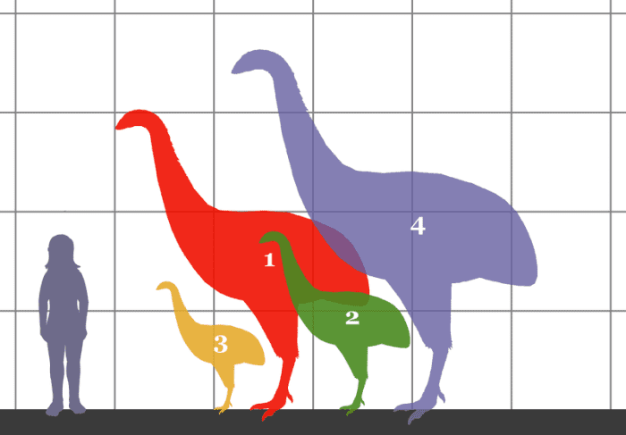 The four species of moa depicted in this picture range (3) Anomalopteryx didformis (4 feet tall), then (2) Emeus crassus (5 feet tall), then (1) Dinornis giganteus ( 10 feet tall) and finally (4) Dinornis novaezelandiae (12 feet tall)
