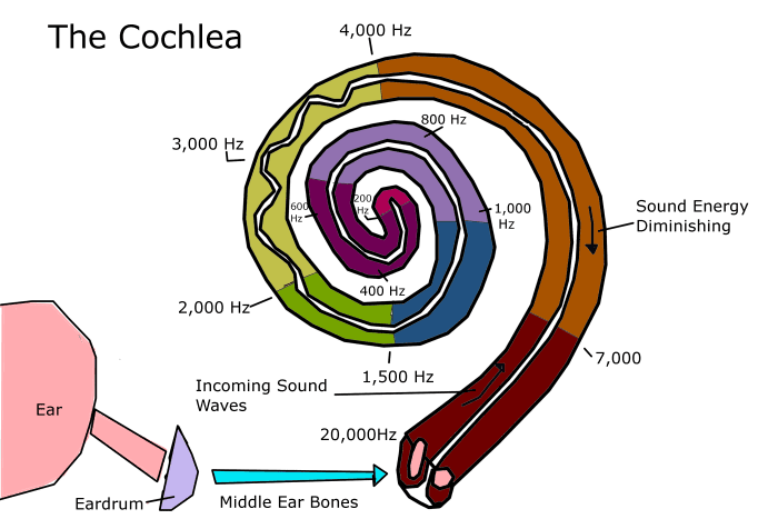 how-does-the-cochlea-work-to-let-us-hear-youmemindbody