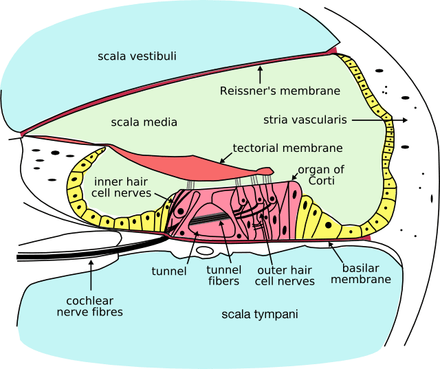 A cross section of the cochlea, showing the basic structure. The Organ of Corti, containing hair cells, is located near the scala tympani.