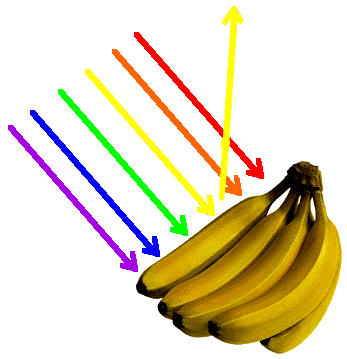 Yellow bananas appear yellow because only yellow wavelengths are reflected into our eyes. All other colour wavelengths are absorbed