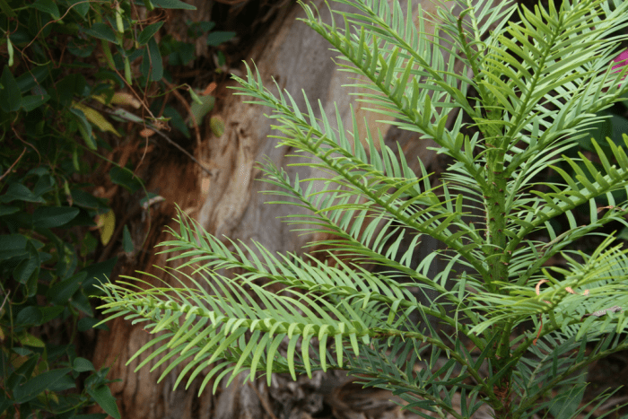 A young Wollemi Pine