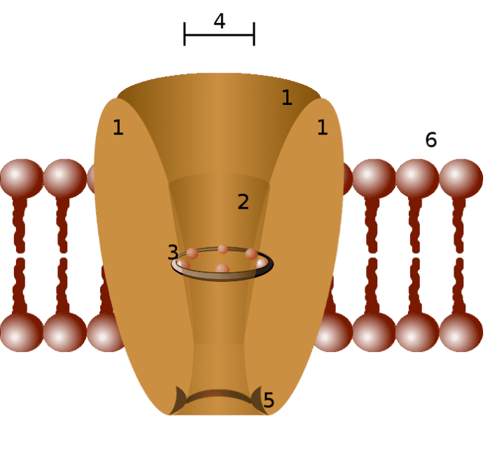 Diagram of an Ion Channel: 1 - channel domains (typically four per channel), 2 - outer vestibule, 3 - selectivity filter, 4 - diameter of selectivity filter, 5 - phosphorylation site, 6 - cell membrane.