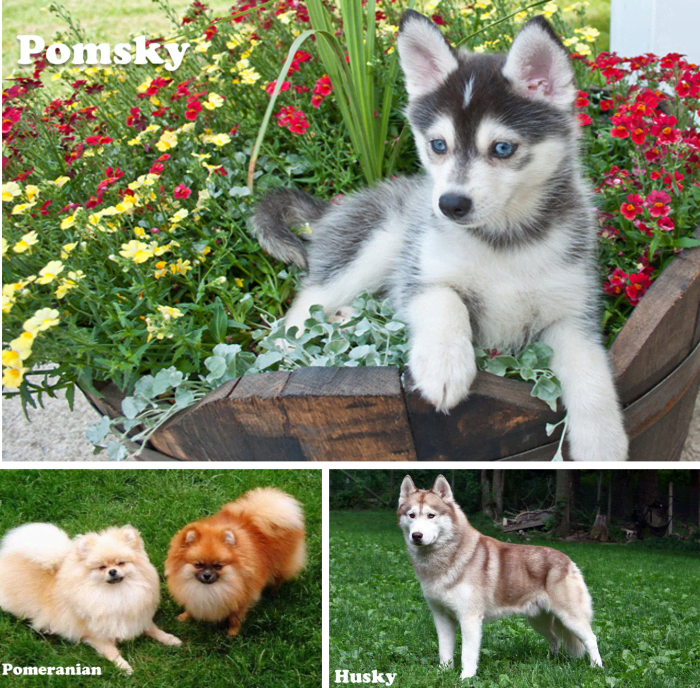 Pomsky/ or Pomskies (Pomeranian and husky mix)