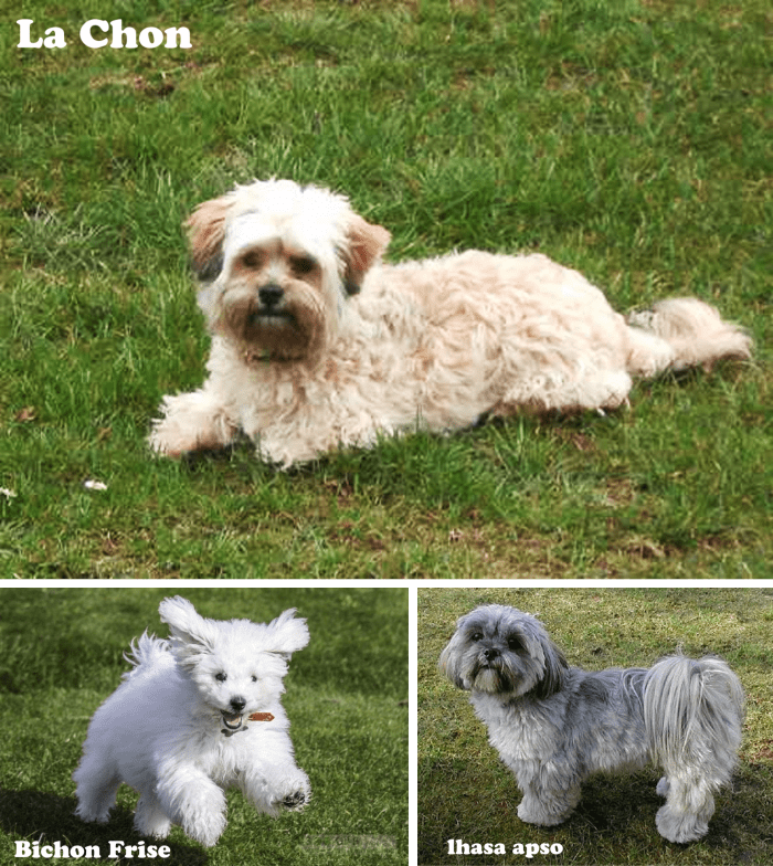 The 10 Most Popular Small Designer Dogs PetHelpful