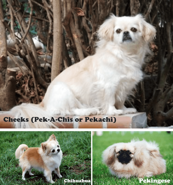 The 10 Most Popular Small Designer Dogs PetHelpful