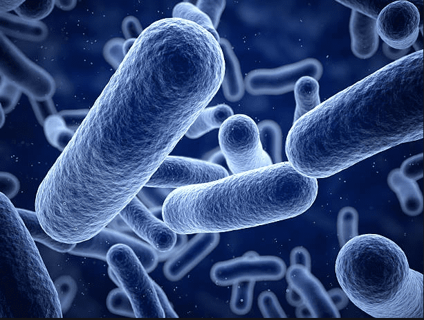 Bacteria (bak-TEER-ee-uh) are tiny, single-celled organisms. These creatures get their nutrients from their environment. That environment is primarily a living entity such as an animal or you.