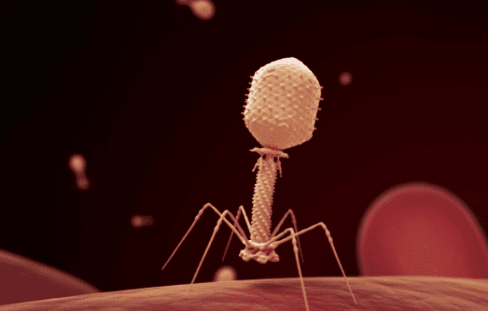 Good viruses are called "phages." Also referred to as Bacteriophages, they infect and destroy harmful bacteria.