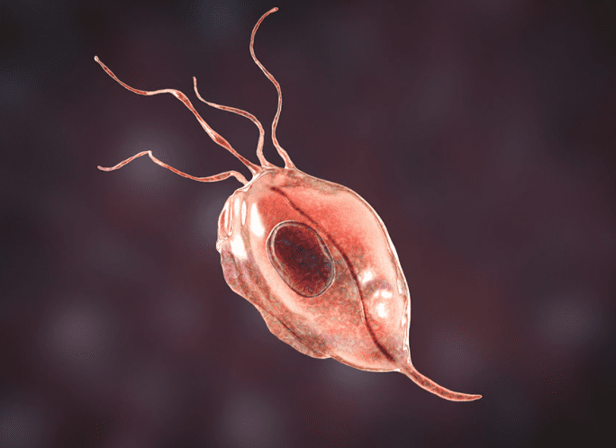 Protozoa (pro-toe-ZO-uh) are kind of like bacteria but only more substantial in size.