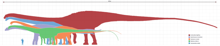 Amphicoelias is the largest known sauropod ever known, almost twice as large as other giant sauropods!