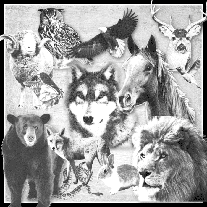 Animal Medicine and Spirit Guides are essential to one's walking in balance and harmony with the Earth Mother.