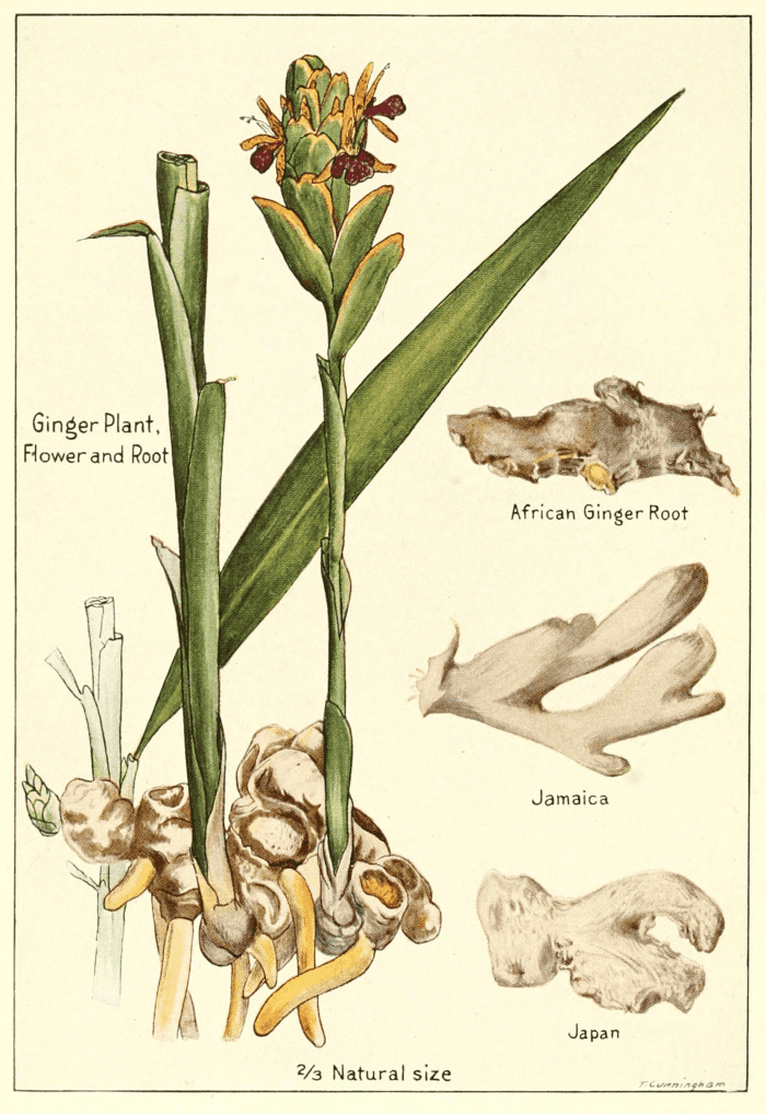 An illustration of what the ginger plant and herb looks like. The root is what's most often used in cooking, teas and medicinal preparations.
