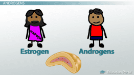 Androgens are male hormones and estrogens are female hormones. A slight disorder in either hormones in a female body can cause excessive facial hair. In normal cases, an increased amount of androgens is blamed for unwanted facial hair.