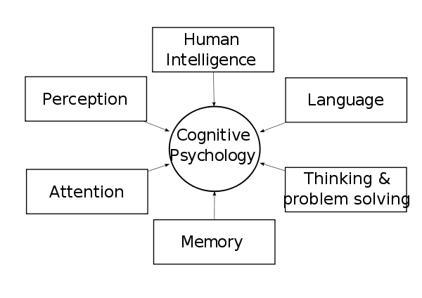 Cognitive Psychology Final Exam Study Guide - HubPages