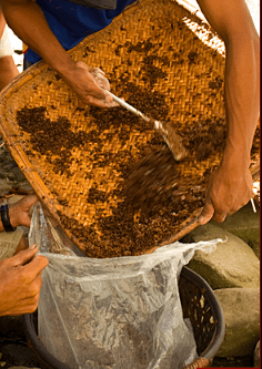 Place the rice and bubod mixture in a bag to ferment (Image Credit: AkosiSuperEdwinK from pinoyphotography.org)