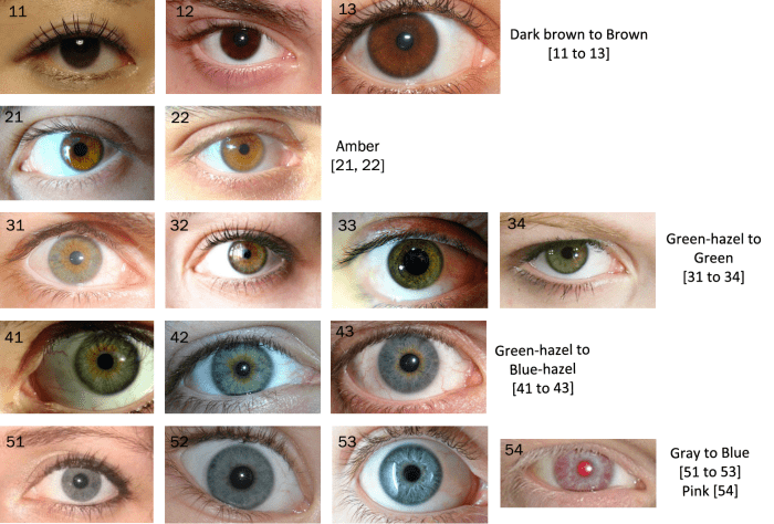 The Eye Color Chart - HubPages