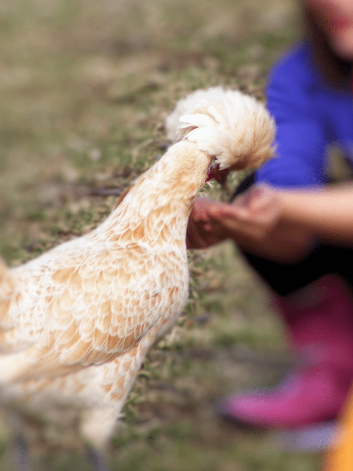 Chicky Gaga delights visitors to the flock with her outgoing and friendly personality, and has become a local celebrity because of it.