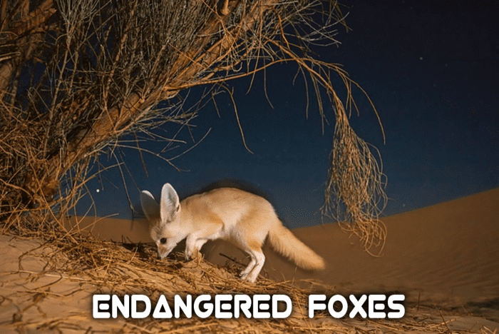 The 10 Most Endangered Fox Species - HubPages