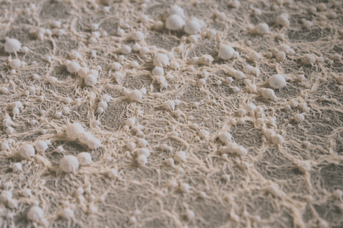 Kahm yeast is a common sight on a healthy ferment, and is not a cause for concern.