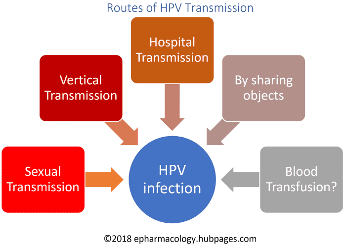 Hpv Types Infection Symptoms Cancer Warts Transmission And More Hubpages 2326