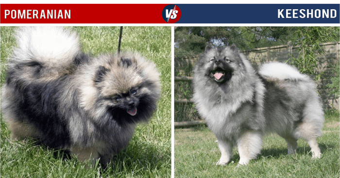 The Pomeranian and Keeshond have several visual similarities, especially if the Pomeranian has a gray coat. Note that the Keeshond is substantially larger than the Pomeranian, though.