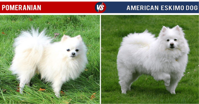 Another white-furred breed, the American Eskimo Dog has a similar shape to a Pomeranian.