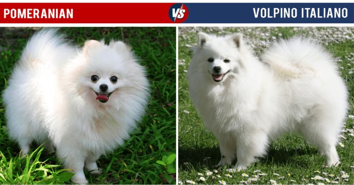 Volpini and Poms are frequently confused for one another, and with this much resemblance, you can see why. The Volpino Italiano is a bit larger, though.