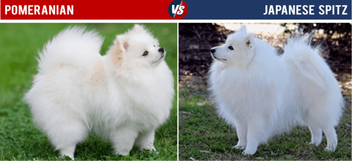 The Japanese Spitz looks very similar to a white Pomeranian, though they're larger.