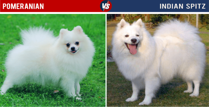 The Indian Spitz is a white dog breed that looks similar to a white Pomeranian, though they fare better in hot climates and are larger as well.