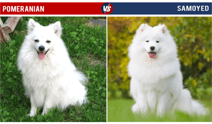 Despite the resemblance from their shared spitz roots, the Samoyed is quite a bit bigger than the Pom.