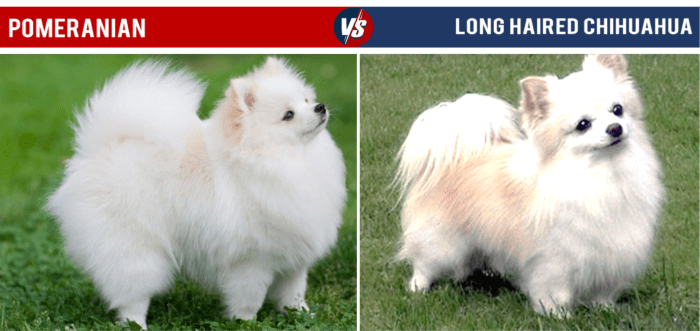 A long-haired Chihuahua bears a striking resemblance to a Pomeranian. Unlike the other breeds on this list, the Chihuahua is actually a bit smaller than the Pom!