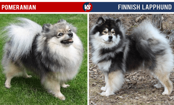 The Finnish Lapphund comes in a variety of coat colors, some of which are more similar to Pomeranians than others.