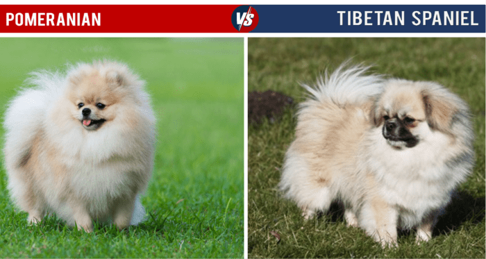 The Tibetan Spaniel has a similar body shape to the Pomeranian, though its face is markedly different.