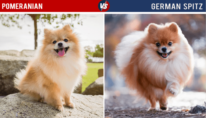 The German Spitz Mittel is one of the breeds that most closely resembles the Pomeranian, and it has almost the same life span. The Mittel is taller and heavier than the Pom, however.