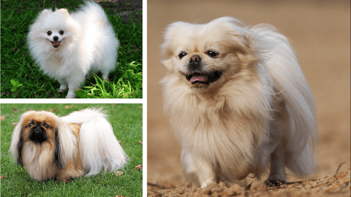 Top 15 Most Popular Pomeranian Mix Dogs - PetHelpful